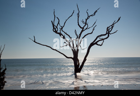 Dead Live Oak Tree standing in the surf of the ocean, no longer able to 'bloom where you are planted', environment changes Stock Photo