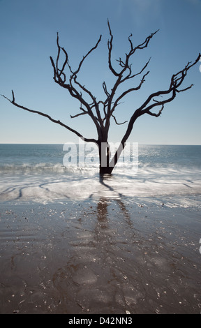 Dead Live Oak Tree standing in the surf of the ocean, no longer able to 'bloom where you are planted', environment changes Stock Photo