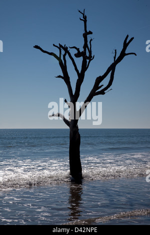 Dead Live Oak Tree standing in the surf of the ocean, no longer able to 'bloom where you are planted', environment changes Stock Photo