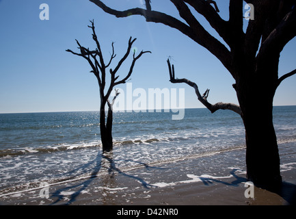 Dead Live Oak Tree standing in the surf of the ocean, no longer able to 'bloom where you are planted', environment changes Stock Photo