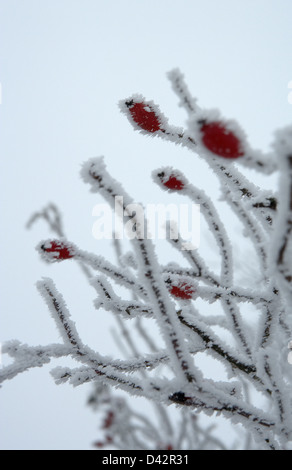 Alt Bork, Germany, snowed Rosehip bush Stock Photo