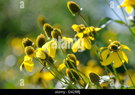 Yellow flowers of Rudbeckia 'Autumn Sun' gleam in the late summer sun at the Coast Maine Botanical Garden, Boothbay Harbor, Maine. Stock Photo