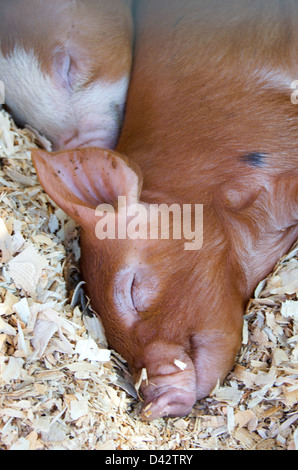 Smiling piglet sleeping on pine shavings Stock Photo