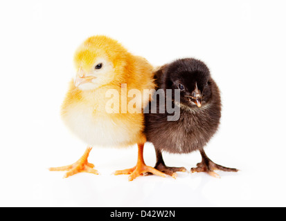 Cute yellow and black fluffy baby chickens on isolated background Stock Photo