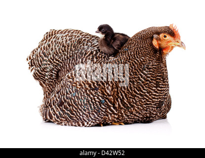 Young black baby chicken perched on top of mother hen Stock Photo