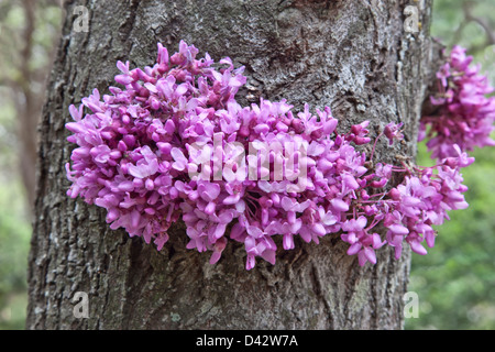 Close-up of flowers, Texas Redbud tree, Texas Stock Photo