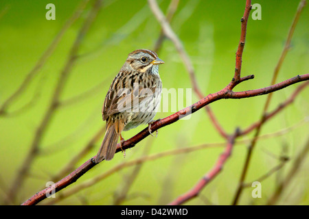 Lincoln's Sparrow Melospiza lincolnii Prairie State Park, Missouri, United States 1 May Adult Emberizidae Stock Photo