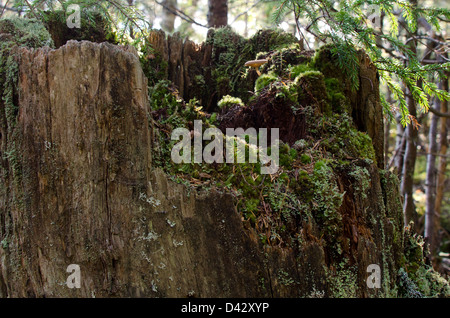 Sun-dappled moss and mushrooms in a tree stump Stock Photo