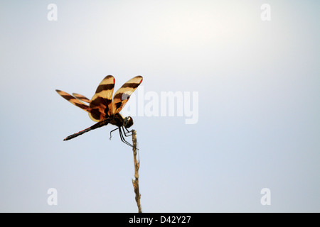 Halloween Pennant Dragonfly Stock Photo