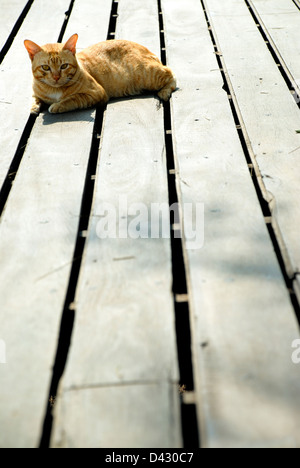 Ginger cat lying on wooden floor Stock Photo