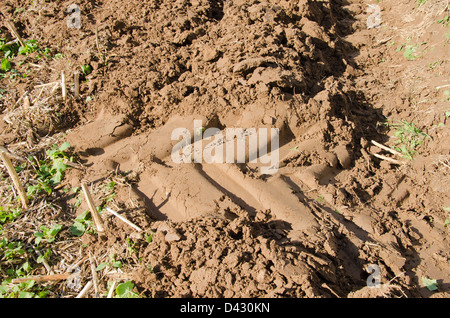 closeup of tractor heavy equipment wheel mark trail on soil of agricultural plow field. Stock Photo