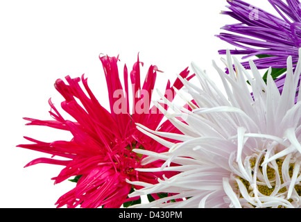 purple red and white aster flower bloom with dew water drops closeup isolated on white background Stock Photo