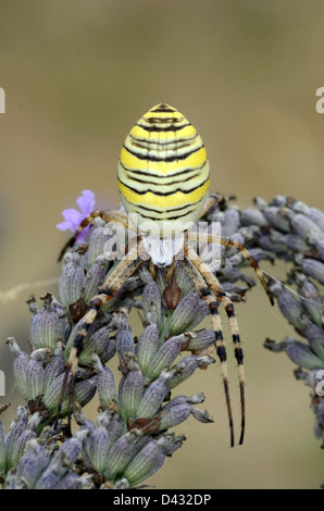 Wasp Spider or Orb-Web Spider, Argiope bruennichi, on Lavender Flower or Plant Stock Photo