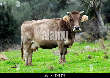 Brown cow Stock Photo