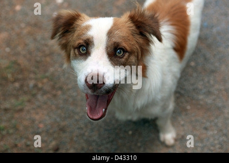 Santa Margherita di Pula, Italy, dog portrait Stock Photo