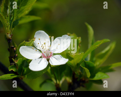 Closeup of blackthorn tree with blooming flower Stock Photo