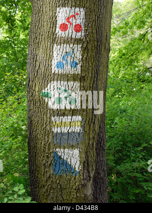 Group of bicycle route signs painted on tree trunk