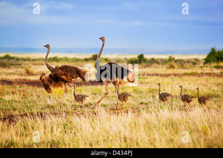 Ostrich family with baby ostriches walking on savanna in Africa. Safari in Amboseli, Kenya