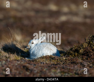 A Scottish Blue Mountain Hare Lepus timidus scoticus in its winter white coat.  SCO 8968 Stock Photo