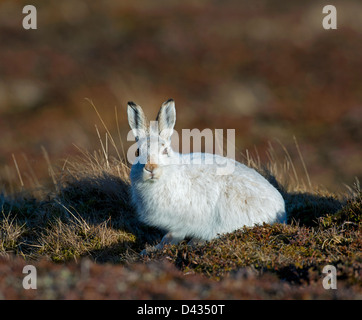 A Scottish Blue Mountain Hare Lepus timidus scoticus in its winter white coat.  SCO 8970 Stock Photo