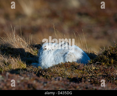 A Scottish Blue Mountain Hare Lepus timidus scoticus in its winter white coat.  SCO 8987 Stock Photo