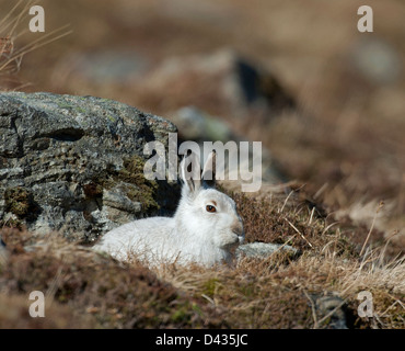 A Scottish Blue Mountain Hare Lepus timidus scoticus in its winter white coat sheltering beside a large rock.  SCO 8984 Stock Photo