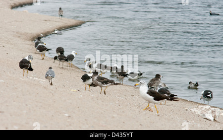 Perú. Lima. Bird Sanctuary Pantanos de Villa. Gulls. Stock Photo