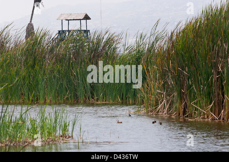 Perú. Lima. Bird Sanctuary Pantanos de Villa. Stock Photo