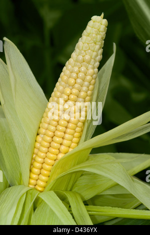 great corn theme showing a mostly unwrapped fresh yellow corn cob surrounded with green leaves in dark blurry back Stock Photo