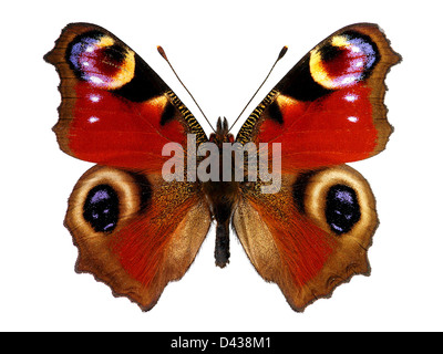 Peacock butterfly (Inachis io), isolated on white background Stock Photo