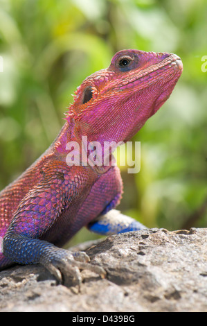 Male Common Agama lizard (Agama agama) displaying breeding coloration Stock Photo