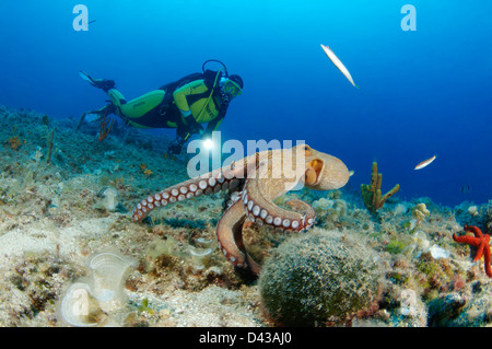 Octopus vulgaris, Common Octopus and scuba diver, Croatia,  Mediterranean Sea, Kornati National Park Stock Photo