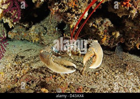 Homarus gammarus, Common Lobster, European Lobster, Croatia,  Mediterranean Sea, Kornati National Park Stock Photo