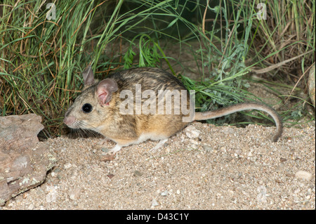 Desert Woodrat Neotoma lepida Yucca Valley, California, United States 31 July Adult Muridae Stock Photo