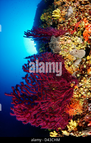 Paramuricea clavata, Red or Great Purple Gorgonians, Croatia,  Mediterranean Sea, Kornati National Park Stock Photo