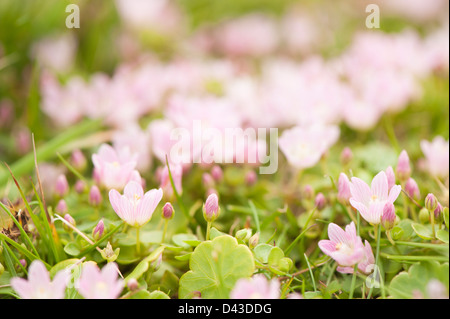 Bog Pimpernel, Anagallis tenella, in flower Stock Photo