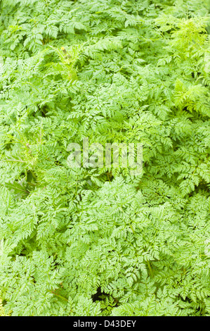 Leaves of Poison Hemlock, Conium maculatum Stock Photo