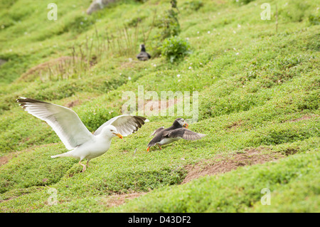 Herring Gull, Larus argentatus, trying to take a sandeel from a Puffin, Fratercula arctica, Skokholm Island Stock Photo