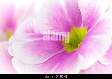 Closeup of pink primrose on white background. Stock Photo