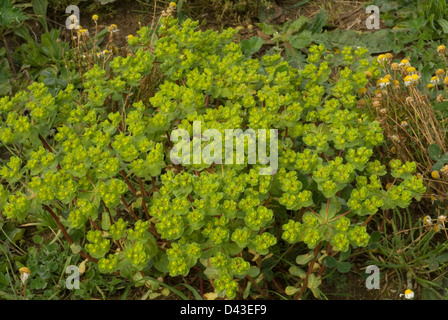 Sun Spurge Euphorbia helioscopia, Euforbiaceae, Roma, Lazio, Italy Stock Photo