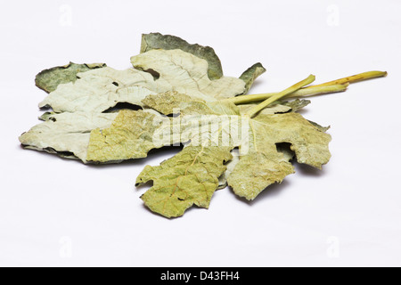 Dried fig leaves on white background Stock Photo