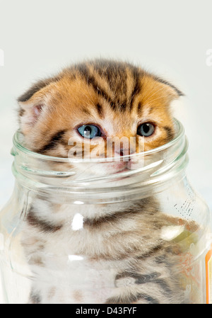 Scottish fold kitten in a glass jar on a white background Stock Photo