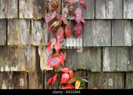 Poison ivy, Toxicodendron radicans, a poisonous plant growing on the side of a house, Stock Photo