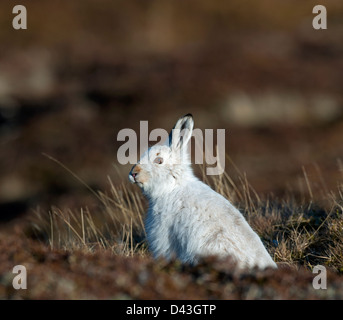 A Scottish Blue Mountain Hare Lepus timidus scoticus in its winter white coat.  SCO 8972 Stock Photo