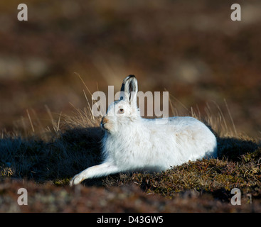 A Scottish Blue Mountain Hare Lepus timidus scoticus in its winter white coat.  SCO 8973 Stock Photo