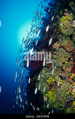 Paramuricea clavata, Red or Great Purple Gorgonians, Croatia,  Mediterranean Sea, Kornati National Park Stock Photo