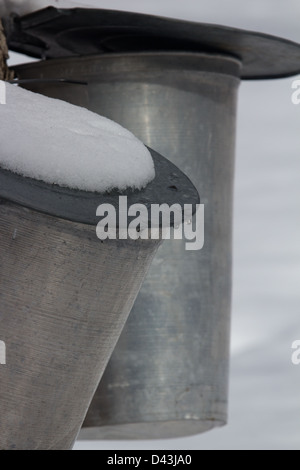 Maple syrup sap collection cans Stock Photo