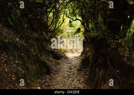 Footpath, Shivapuri Nagarjun National Park, Bagmati, Madhyamanchal, Nepal Stock Photo