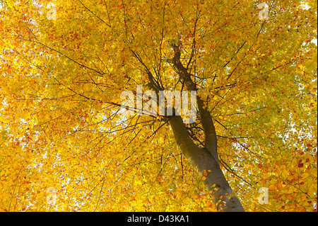 Beech Tree in Autumn, Spessart, Bavaria, Germany Stock Photo