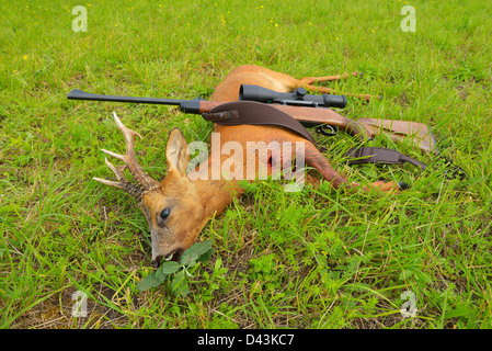 European Roebuck with Rifle, Hesse, Germany Stock Photo